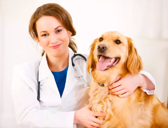 Doctor Of Veterinary Medicine 